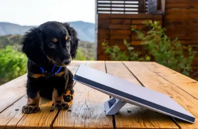 星链,卫星,Starlink,千帆计划,星网