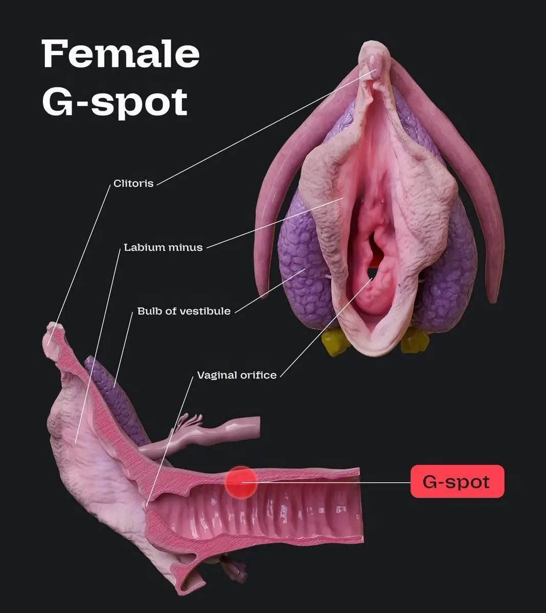 女性G点位置高清示意图